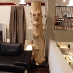 SCHOLTISSEK Baum Rumpf Pappel